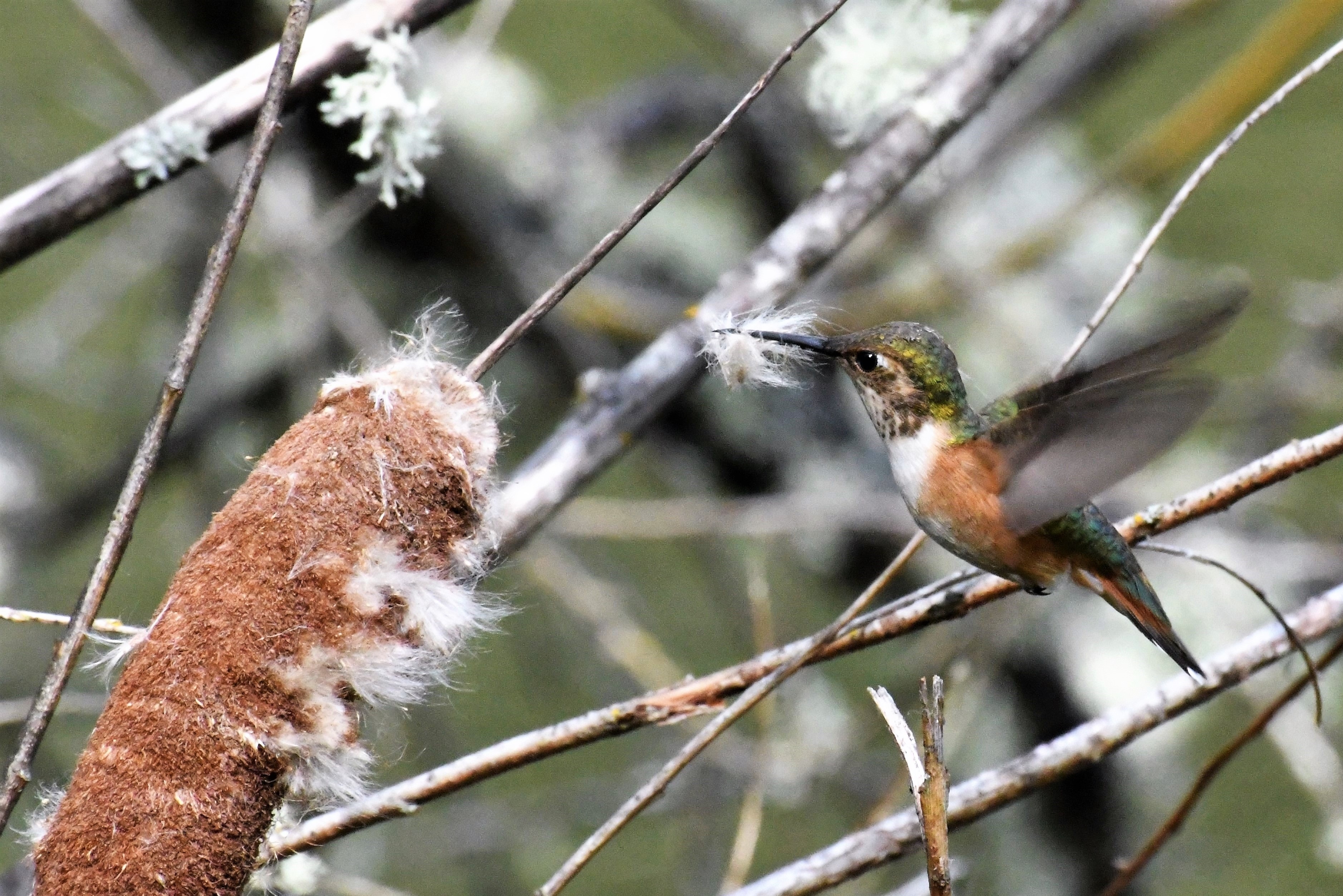 Hummingbird Nesting Material free image download