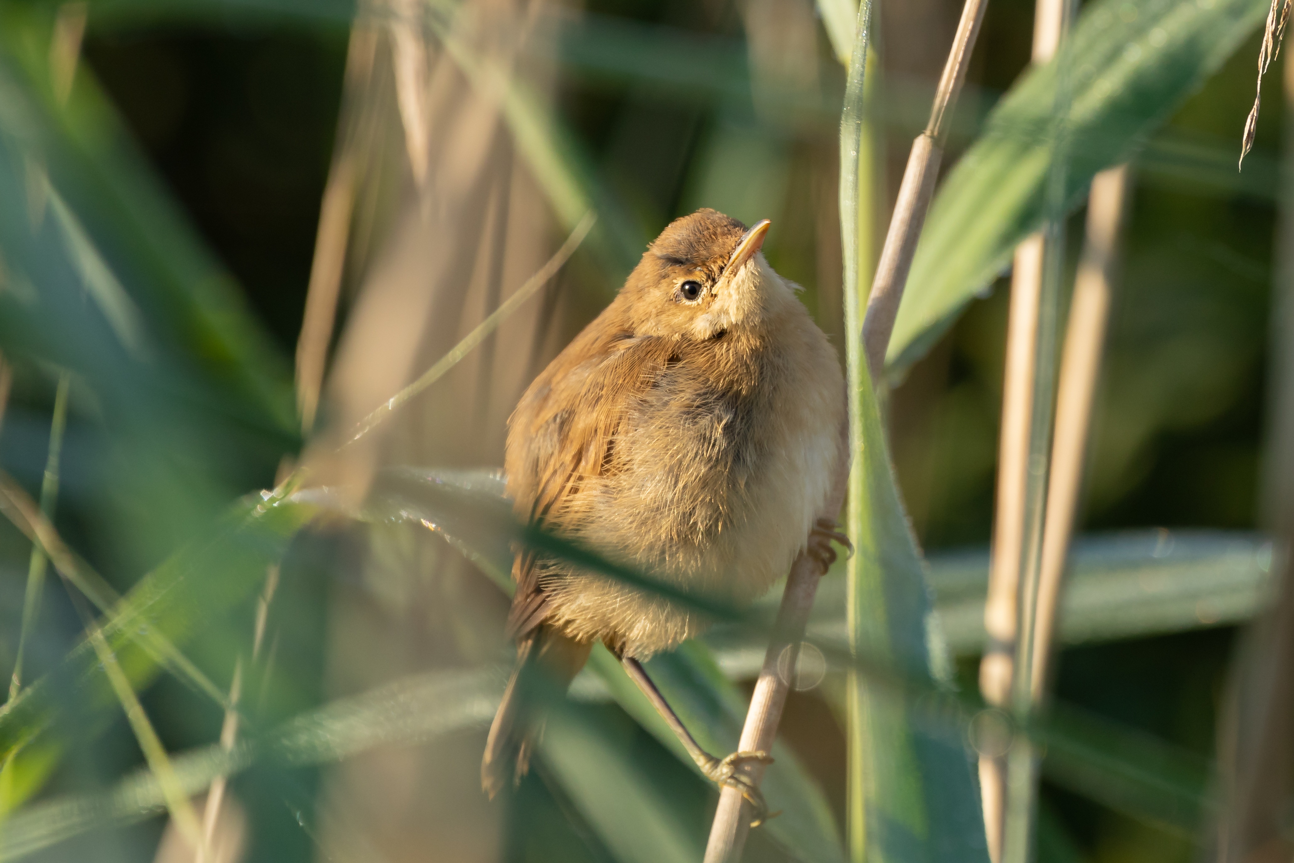 The Pond-Tube-Singer Bird Reed free image download