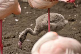 Flamingo Young Animal Chicks