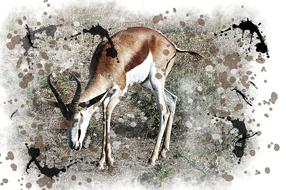 Antelope Watercolor Picture