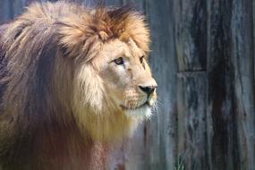 The Lion Mane Cat