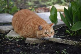 red cat hunting in the garden