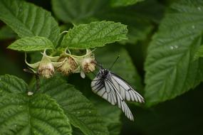 Butterfly White Sitting