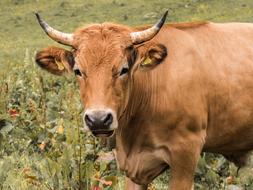 Beef Livestock Agriculture