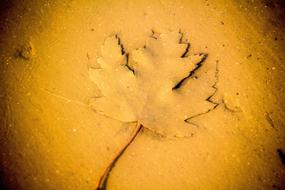 yellow leaf in spice