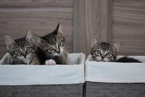 Cat Cute Kitten