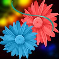 flowers flowers colors colors