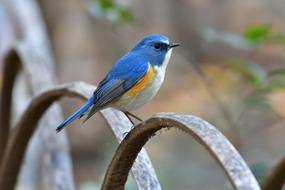 Bluebird, small perched bird, blur background