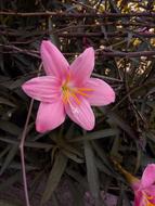 pink background view beautiful flower