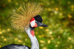 crested bird