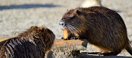 Nutria Rodent Water Rats