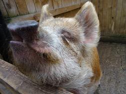 Mammal Animal Cute