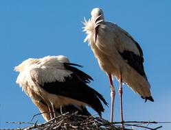 Stork Storks Animal Rattle