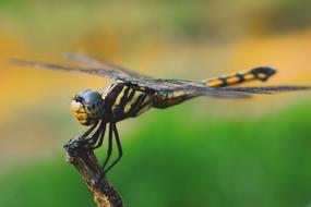 wild flying insect