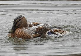 Duck Waters Bird Animal