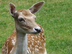 Deer Animal Nature