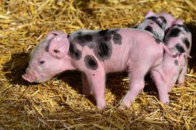 Piglet Pig Young New