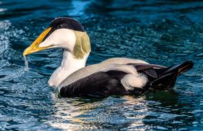 Bird Common Eider Seabirds