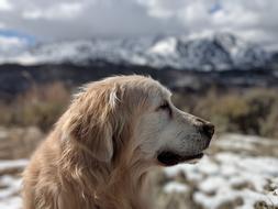 Old Golden Retriever Dog