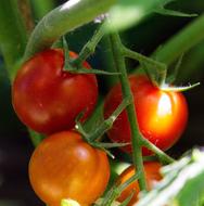 fresh tasty tomatoes in the garden