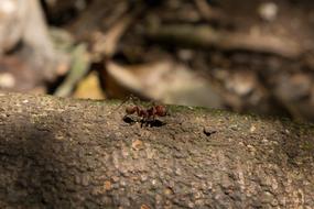 Close-up of the ant on the colorful tree bark in Costa Rica