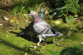 Pigeons Birds Animal World