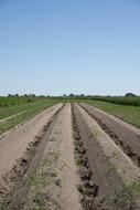 fields harvest farm