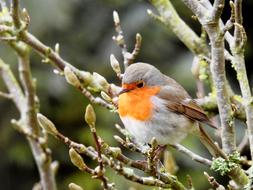 Robin Bird On Branch