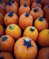 delicious pumpkin fresh