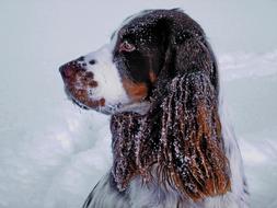 Winter Snow Portrait