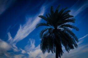 Tree Blue Sky view