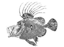 line art fish ocean creature