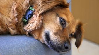 funny cute dog