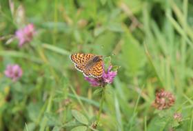 Butterfly Brittany