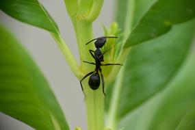 Black Ant Insect in Garden