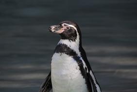 Penguin Animal Bird