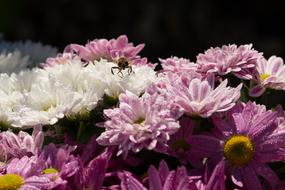 Chrysanthemums Background
