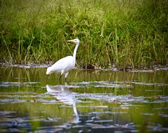 Swan Grass Swamp