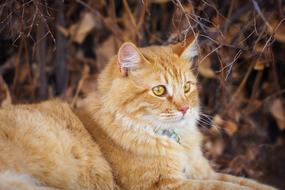 Animal Nature Cat