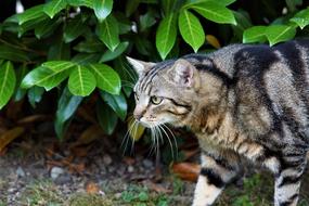 cute Cat Mackerel