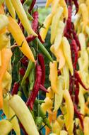 colored hot peppers bundle