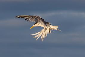 seabird in flight with wide open wings at sky