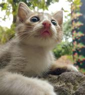 Cat Cute Animal
