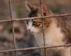 Cat Coloring Pet