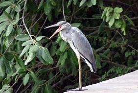 Grey Heron Ardea Cinerea in india