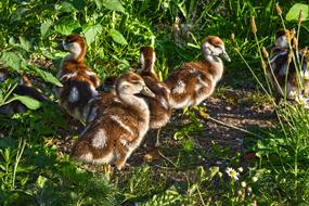 Nile goslings in green grass
