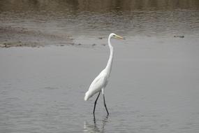 Great Egret Ardea Alba Large