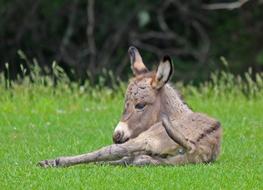 donkey resting on a green meadow