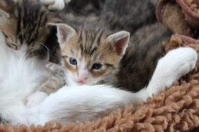 Cute kittens near their mother