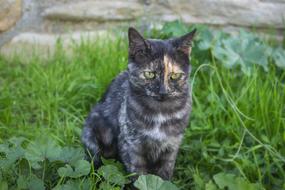 Cat Pet Feline